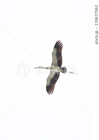 Heron bird soaring in white sky with wings spread and long beak in graceful flight Heron bird soaring in white sky with wings spread and long beak in graceful flight 139637862