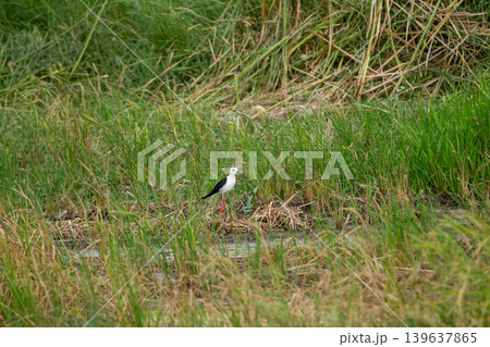Bird in wetland grass, white and black bird standing in marsh grass Bird in wetland grass, white and black bird standing in marsh grass 139637865