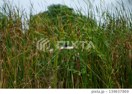 Bird in wetland grass flying white bird green reed marsh habitat nature wildlife wild bird natural habitat grassland outdoor scene peaceful landscape 139637869