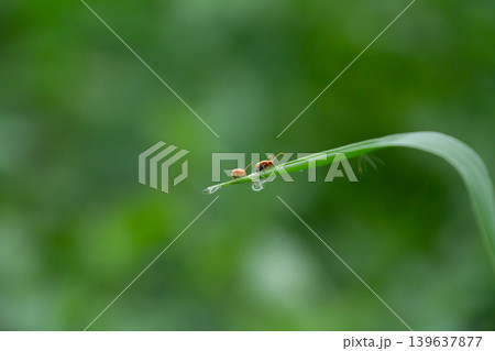 Close-up of two tiny orange beetles resting on a curved green grass blade with smooth blurred background and natural outdoor atmosphere. Close-up of two tiny orange beetles resting on a curved green grass blade with smooth blurred background and natural outdoor atmosphere. 139637877