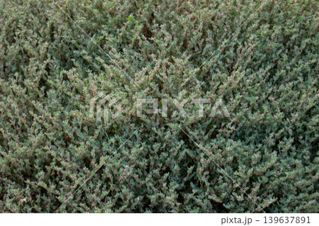 Dense green groundcover foliage forming a natural leafy texture background with repeating botanical patterns and soft organic details in outdoor garden scenery. 139637891