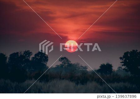 Sunset sky red sun silhouette tree dark landscape cloud horizon dusk twilight nature evening 139637896