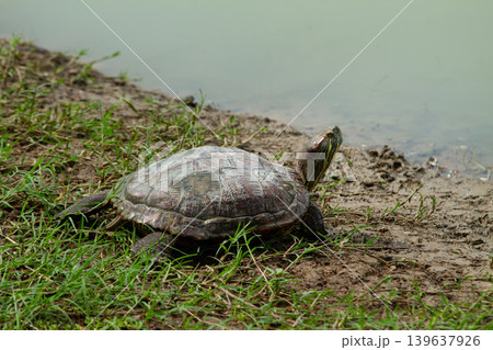 Freshwater turtle sitting on muddy grass beside quiet pond water in a calm outdoor environment with detailed shell texture and natural light. Freshwater turtle sitting on muddy grass beside quiet pond water in a calm outdoor environment with detailed shell texture and natural light. 139637926