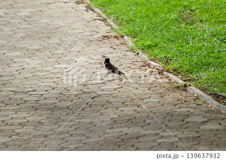 Small black and white bird walking along a paved park path beside green grass in a peaceful outdoor urban nature environment. Small black and white bird walking along a paved park path beside green grass in a peaceful outdoor urban nature environment. 139637932