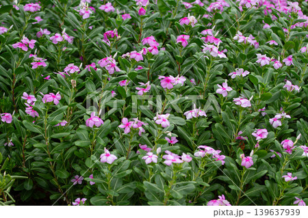 Dense pink periwinkle flowers blooming across lush green foliage in a tropical garden, creating a vibrant natural background ideal for botanical and outdoor design themes. Dense pink periwinkle flowers blooming across lush green foliage in a tropical garden, creating a vibrant natural background ideal for botanical and outdoor design themes. 139637939