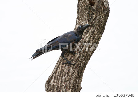 Dark crow clinging to a textured tree trunk against a bright background, capturing natural bird behavior and detailed feather patterns outdoors. Dark crow clinging to a textured tree trunk against a bright background, capturing natural bird behavior and detailed feather patterns outdoors. 139637949