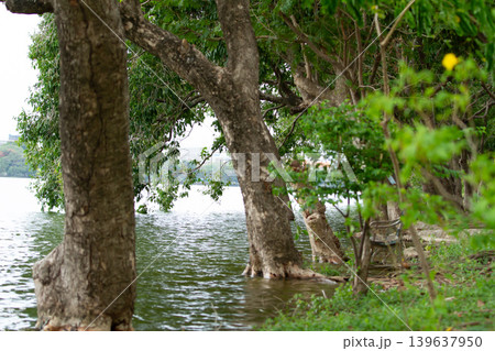 Riverbank trees green foliage water edge calm lake natural landscape forest shore tree trunk reflective water outdoor scene serene view Riverbank trees green foliage water edge calm lake natural landscape forest shore tree trunk reflective water outdoor scene serene view 139637950