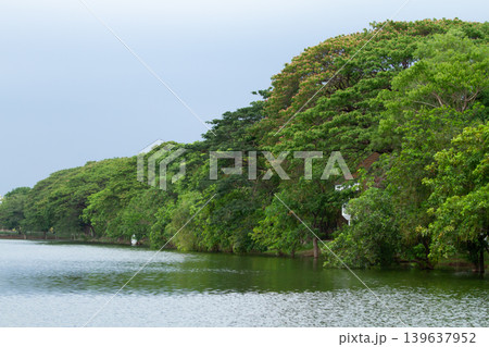 Lake shoreline with green tree canopy and calm water under cloudy sky 139637952