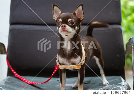 Small dog chihuahua standing harness leash chair pet brown white alert puppy on chair with harness and leash looking forward in outdoor setting Small dog chihuahua standing harness leash chair pet brown white alert puppy on chair with harness and leash looking forward in outdoor setting 139637964