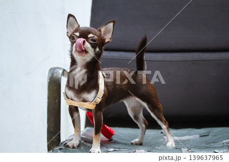 Small dog brown dog standing dog licking nose pet harness indoor dog cute puppy animal portrait white background tiny dog canine mammal fur ear tail leg paw collar leash domestic animal playful Small dog brown dog standing dog licking nose pet harness indoor dog cute puppy animal portrait white background tiny dog canine mammal fur ear tail leg paw collar leash domestic animal playful 139637965