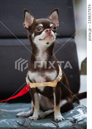 Small dog brown white sitting harness pet portrait cute chihuahua alert dog Small dog brown white sitting harness pet portrait cute chihuahua alert dog 139637974