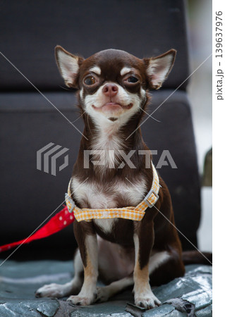Small dog brown dog seated dog pet portrait harness red leash cute expression small breed indoors chair Small dog brown dog seated dog pet portrait harness red leash cute expression small breed indoors chair 139637976