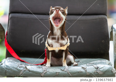 Small dog yawning sitting brown white harness leash pet animal chair 139637981