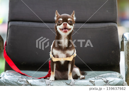 Small brown chihuahua dog sitting on chair with happy face and harness outdoors Small brown chihuahua dog sitting on chair with happy face and harness outdoors 139637982