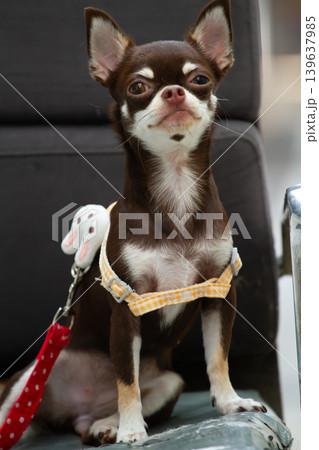 Small brown chihuahua sitting indoors with alert expression and yellow checkered harness Small brown chihuahua sitting indoors with alert expression and yellow checkered harness 139637985