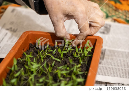 An elderly person gently tends to young pepper seedlings in a plastic tray, representing home gardening, sustainable living, growth, nurturing nature, and a seasonal farming hobby An elderly person gently tends to young pepper seedlings in a plastic tray, representing home gardening, sustainable living, growth, nurturing nature, and a seasonal farming hobby 139638038