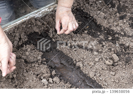 A senior person carefully sows small seeds into fertile dark soil inside a greenhouse, highlighting sustainable home gardening, seasonal planting activity, hobby cultivation, and organic growth A senior person carefully sows small seeds into fertile dark soil inside a greenhouse, highlighting sustainable home gardening, seasonal planting activity, hobby cultivation, and organic growth 139638056