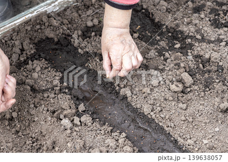 A senior gardener carefully plants small seeds in a moist soil furrow to represent agricultural spring preparation, sustainable food growth, organic farming techniques, and nature conservation 139638057