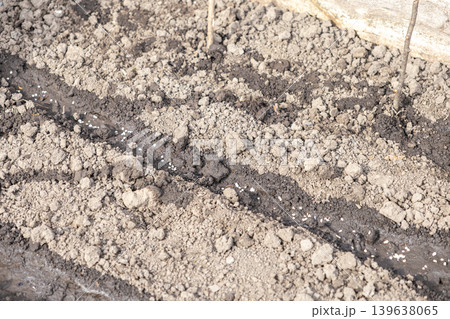 Small white seeds scattered along a furrow in dark fertile soil for spring planting, illustrating the agricultural process of sowing crops in a home garden or professional farm field setting 139638065