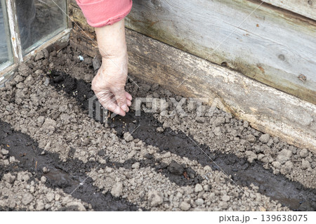 A senior gardener carefully plants small seeds in a prepared soil furrow to represent sustainable home vegetable farming, spring season cultivation, hobby gardening, and agricultural work A senior gardener carefully plants small seeds in a prepared soil furrow to represent sustainable home vegetable farming, spring season cultivation, hobby gardening, and agricultural work 139638075