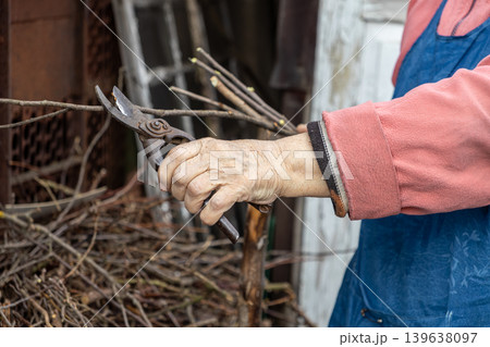 An elderly person holds vintage pruning shears to cut dry branches, reflecting traditional seasonal gardening maintenance and sustainable backyard landscaping practices for healthy plant growth An elderly person holds vintage pruning shears to cut dry branches, reflecting traditional seasonal gardening maintenance and sustainable backyard landscaping practices for healthy plant growth 139638097
