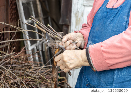 Senior woman gardener trimming tree branches with pruning shears in the backyard, focusing on seasonal maintenance and sustainable plant care practices during the spring cultivation season Senior woman gardener trimming tree branches with pruning shears in the backyard, focusing on seasonal maintenance and sustainable plant care practices during the spring cultivation season 139638099