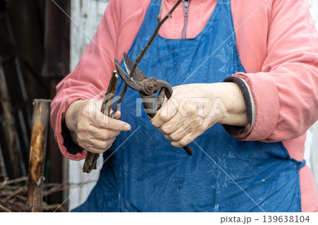 An elderly person uses sharp garden shears to prune dry twigs, representing seasonal maintenance of fruit trees, organic gardening practices, and a sustainable backyard hobby for agriculture 139638104