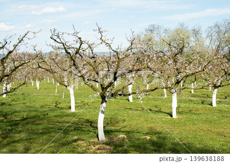 Row of fruit trees with white painted trunks for protection 139638188