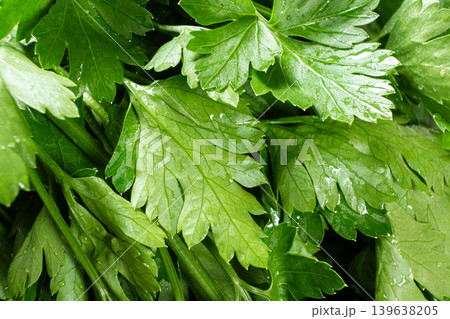 Fresh green parsley leaves with water drops background Fresh green parsley leaves with water drops background 139638205
