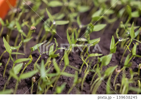 Young green pepper seedlings sprout from dark fertile soil with water droplets, perfectly symbolizing spring growth, sustainable organic gardening, nature renewal, and planet health Young green pepper seedlings sprout from dark fertile soil with water droplets, perfectly symbolizing spring growth, sustainable organic gardening, nature renewal, and planet health 139638245