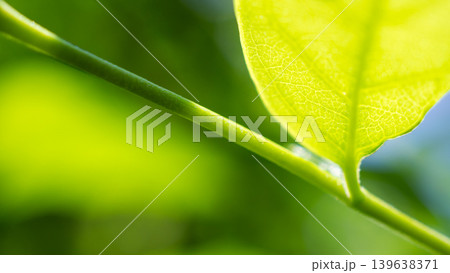Natural plant green leaf in garden with bokeh background Natural plant green leaf in garden with bokeh background 139638371