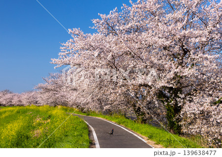 埼玉県比企郡川島町梅ノ木　梅ノ木古凍貯水池に沿う梅ノ木桜づつみの満開のソメイヨシノ並木と現れたキジ 139638477
