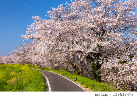 埼玉県比企郡川島町梅ノ木 梅ノ木古凍貯水池に沿う梅ノ木桜づつみの満開のソメイヨシノ並木と現れたキジ 埼玉県比企郡川島町梅ノ木 梅ノ木古凍貯水池に沿う梅ノ木桜づつみの満開のソメイヨシノ並木と現れたキジ 139638478