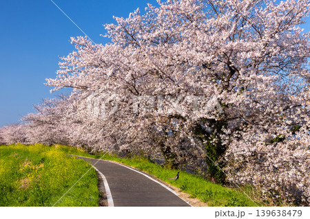 埼玉県比企郡川島町梅ノ木 梅ノ木古凍貯水池に沿う梅ノ木桜づつみの満開のソメイヨシノ並木と現れたキジ 埼玉県比企郡川島町梅ノ木 梅ノ木古凍貯水池に沿う梅ノ木桜づつみの満開のソメイヨシノ並木と現れたキジ 139638479
