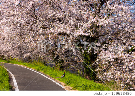 埼玉県比企郡川島町梅ノ木 梅ノ木古凍貯水池に沿う梅ノ木桜づつみの満開のソメイヨシノ並木と現れたキジ 埼玉県比企郡川島町梅ノ木 梅ノ木古凍貯水池に沿う梅ノ木桜づつみの満開のソメイヨシノ並木と現れたキジ 139638480