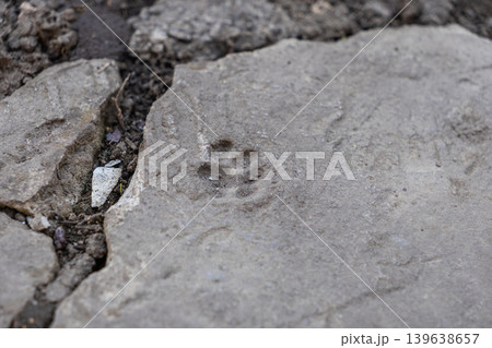Cat paw print embedded in a hardened concrete garden stone, representing pet presence, animal tracking, and nature exploration in outdoor urban landscapes or residential backyards Cat paw print embedded in a hardened concrete garden stone, representing pet presence, animal tracking, and nature exploration in outdoor urban landscapes or residential backyards 139638657