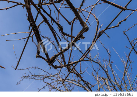 Leafless grapevine branches intertwine against a bright blue sky, capturing the quiet seasonal transition and the dormant nature of winter vineyard plants during agricultural cycles 139638663