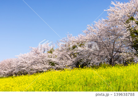 埼玉県熊谷市小八林 荒川支流の和田吉野川沿いの中の淵親水公園 桜並木と菜の花畑 埼玉県熊谷市小八林 荒川支流の和田吉野川沿いの中の淵親水公園 桜並木と菜の花畑 139638788