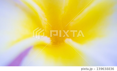 Close up of beautiful frangipani flower Close up of beautiful frangipani flower 139638836