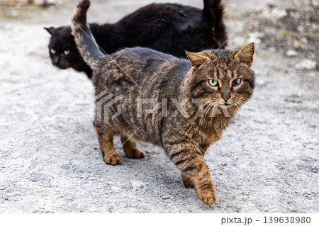 Stray tabby cat walking on a rustic path with a black cat in the background, capturing a candid moment of street animals wandering through an urban outdoor setting and searching for food Stray tabby cat walking on a rustic path with a black cat in the background, capturing a candid moment of street animals wandering through an urban outdoor setting and searching for food 139638980