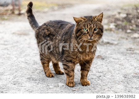 A striped brown tabby cat stands on a gravel path outdoors, capturing the wild spirit and curious gaze of a domestic pet in a natural rural setting during an afternoon exploration trip here A striped brown tabby cat stands on a gravel path outdoors, capturing the wild spirit and curious gaze of a domestic pet in a natural rural setting during an afternoon exploration trip here 139638982
