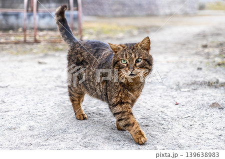 Tabby cat with expressive green eyes walking on a rural path, embodying resilience and independence in an outdoor environment while symbolizing the charm of stray animals in natural settings Tabby cat with expressive green eyes walking on a rural path, embodying resilience and independence in an outdoor environment while symbolizing the charm of stray animals in natural settings 139638983