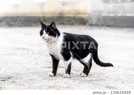 Black and white cat standing on a paved surface, capturing the curious and observant nature of a stray animal in an urban environment for pet rescue, wildlife or animal welfare themes 139638989