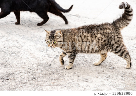Tabby cat with green eyes walking outdoors on a gravel path, expressing natural feline curiosity and independence in a suburban environment, highlighting animal behavior and pet lifestyle Tabby cat with green eyes walking outdoors on a gravel path, expressing natural feline curiosity and independence in a suburban environment, highlighting animal behavior and pet lifestyle 139638990
