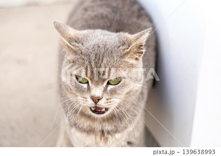 Grey tabby cat with green eyes showing an aggressive expression, snarling or growling to convey a sense of wild animal instinct, territorial behavior, and danger in a domestic environment Grey tabby cat with green eyes showing an aggressive expression, snarling or growling to convey a sense of wild animal instinct, territorial behavior, and danger in a domestic environment 139638993