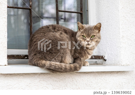 Grey tabby cat resting on a window sill, capturing a calm domestic atmosphere and pet companionship in a cozy home setting, representing feline beauty and the peaceful mood of animal life 139639002