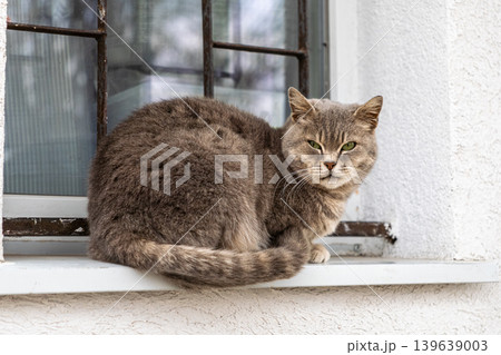 Grey tabby cat sitting on a white window sill, looking intently at the camera to capture a sense of domestic calm, peaceful companionship, and the gentle lifestyle of a household pet indoors 139639003