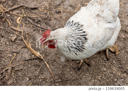 A white hen with black feathers forages on dry soil, representing sustainable organic farming practices and rural life while highlighting agricultural animal husbandry in a natural environment A white hen with black feathers forages on dry soil, representing sustainable organic farming practices and rural life while highlighting agricultural animal husbandry in a natural environment 139639005