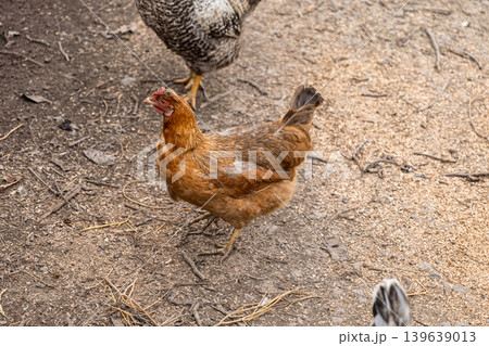 A brown hen stands in a dusty farmyard, capturing rural agriculture, poultry farming, and organic livestock management in a natural setting for food production and sustainable lifestyle themes 139639013