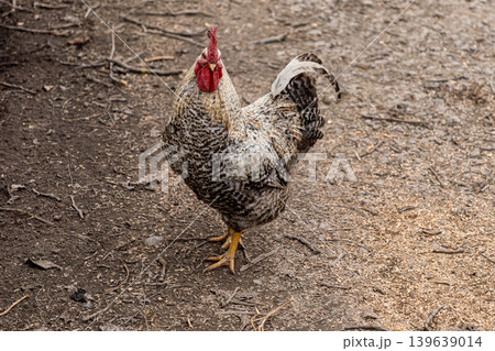 A vibrant barred rock rooster stands on the dirt ground of a farm, capturing natural poultry behavior for agricultural, organic food, and countryside lifestyle themes in a rural setting A vibrant barred rock rooster stands on the dirt ground of a farm, capturing natural poultry behavior for agricultural, organic food, and countryside lifestyle themes in a rural setting 139639014